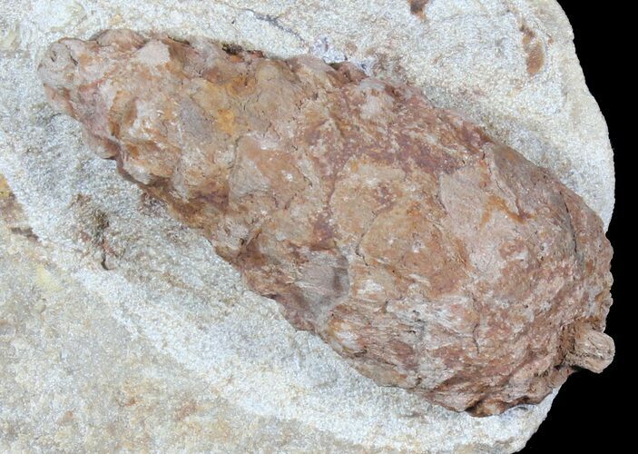 D, Oligocene Aged Fossil Pine Cone - Germany #39155